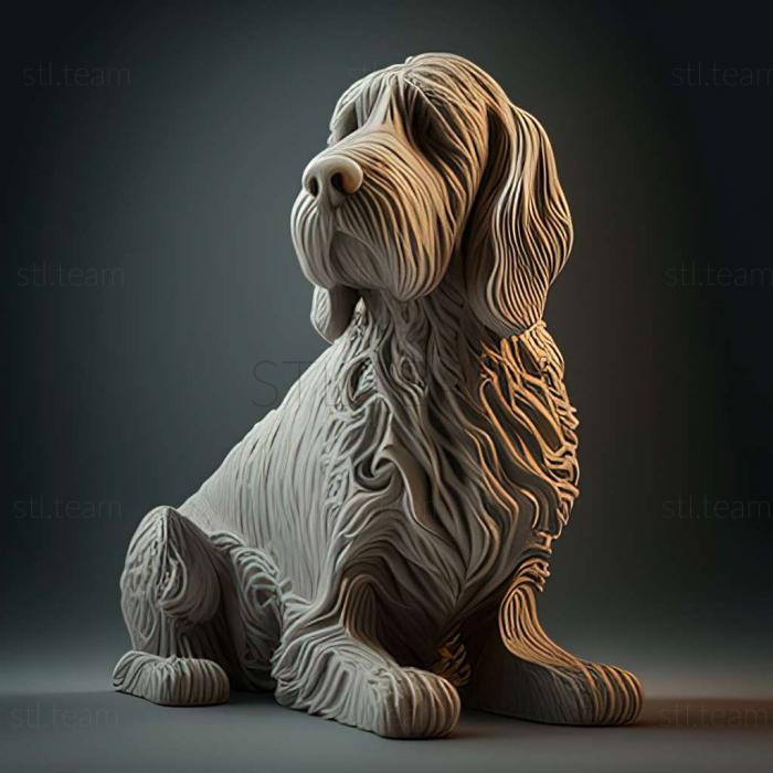 Italian spinone dog